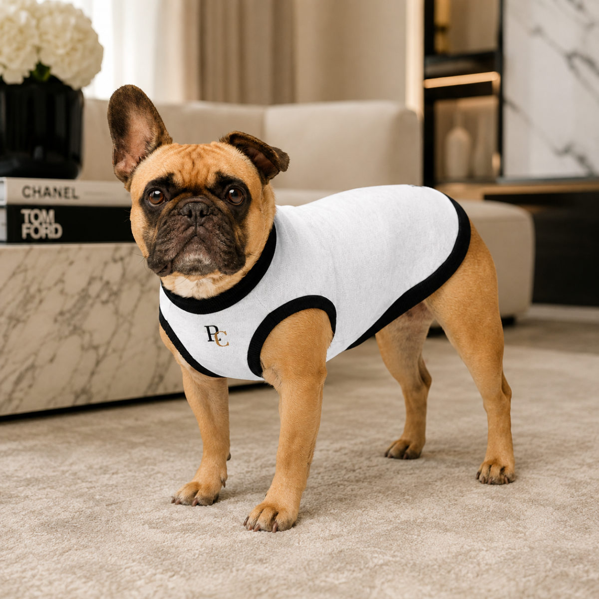 Petit chien de profil dans son pull blanc bordé de noir