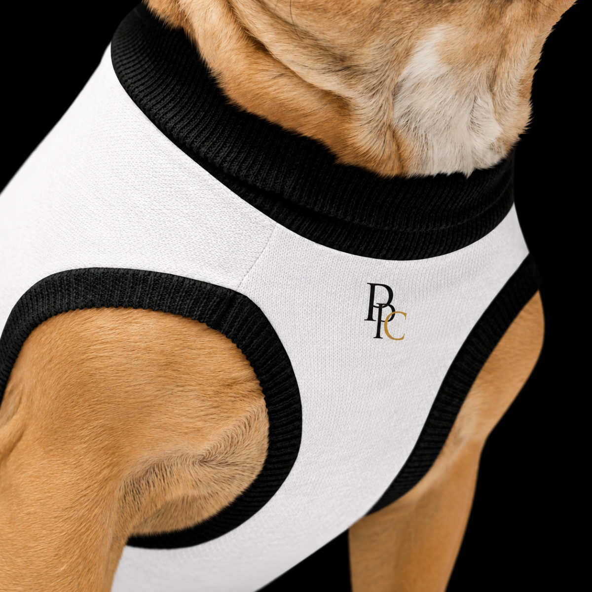 Pull tricoté pour chien photographié seul, cadeau improbable