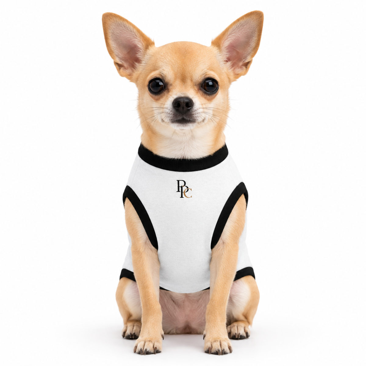 Chihuahua assis de face en pull monogrammé, regard vers l’objectif
